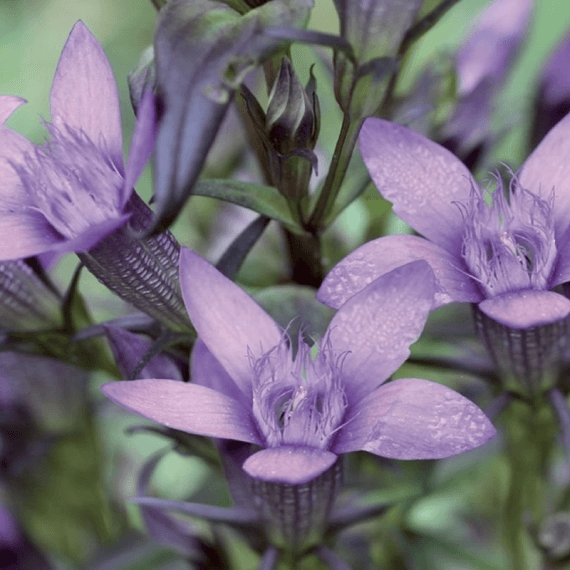 Fleur de Gentian
