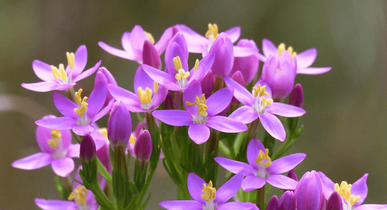 centaury fleur de bach
