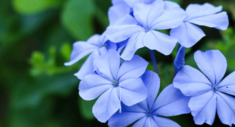 cerato fleur de bach