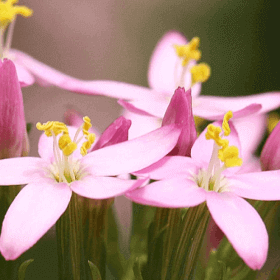 fleurs de bach centaury