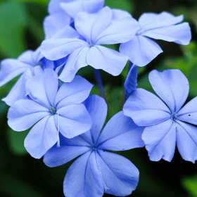 fleurs de bach cerato