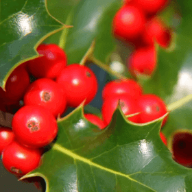 fleurs de bach holly
