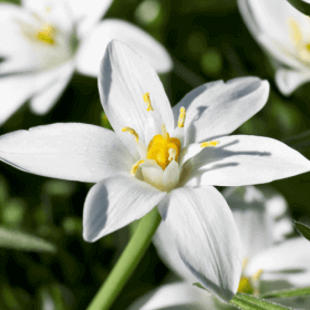 fleurs de bach star of bethlehem