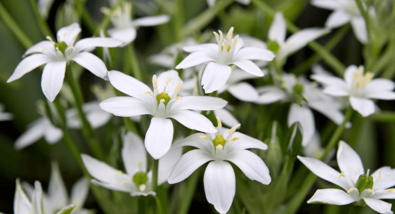 star of bethlehem fleur de bach